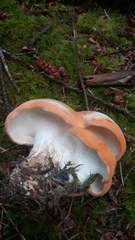 Hydnum washingtonianum