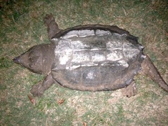Macrochelys temminckii