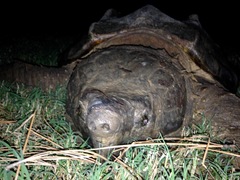 Macrochelys temminckii
