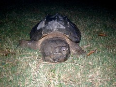 Macrochelys temminckii