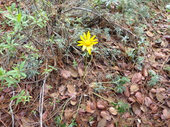 Pippenalia delphiniifolia
