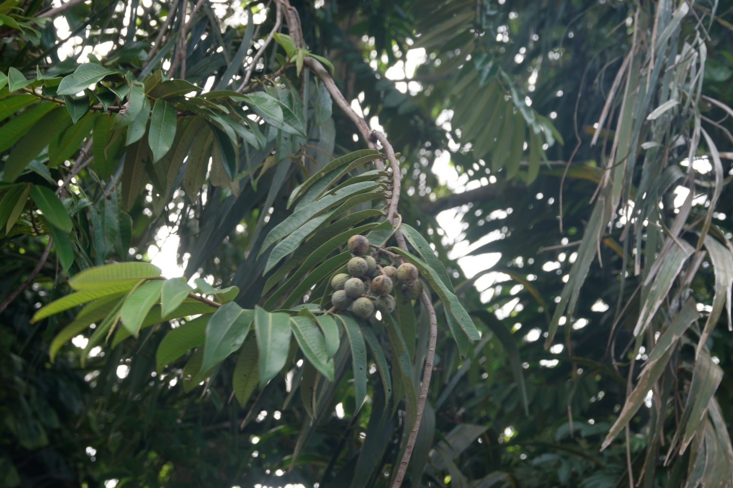 Imagem de Ucuuba
