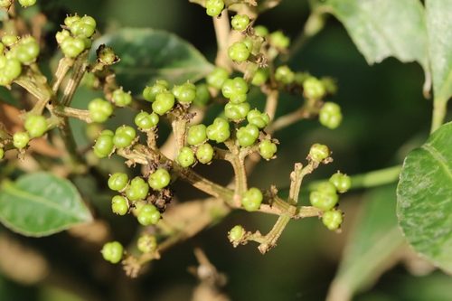 Turpinia montana observed 2025-04-28