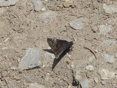 Erynnis lucilius