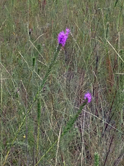 Liatris punctata mucronata