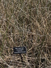 Juncus roemerianus