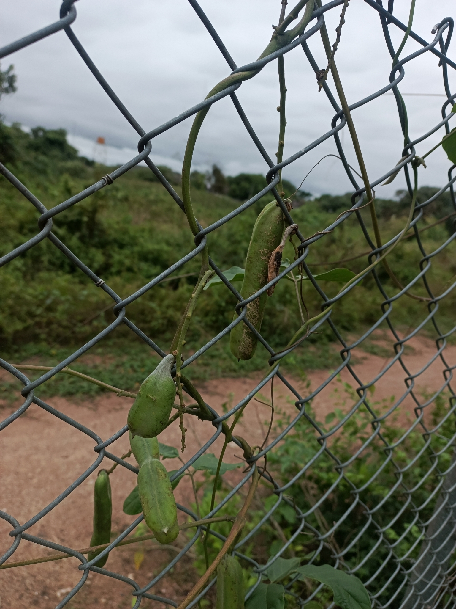 Imagem de Feijão-de-porco