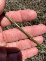 Juncus roemerianus