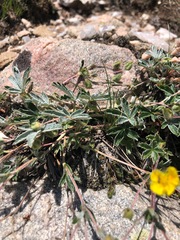 Potentilla concinna