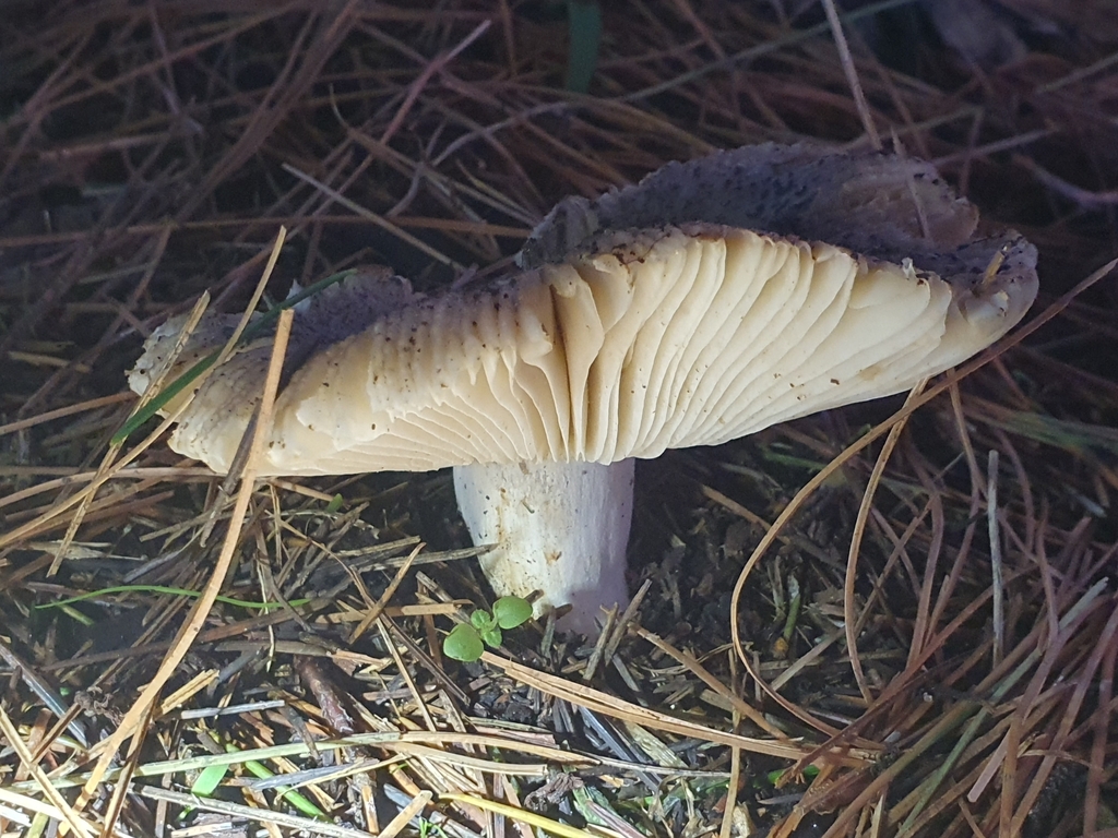 Russula amoenolens · April 2025 · photo: © corli (iNaturalist, cc-by)