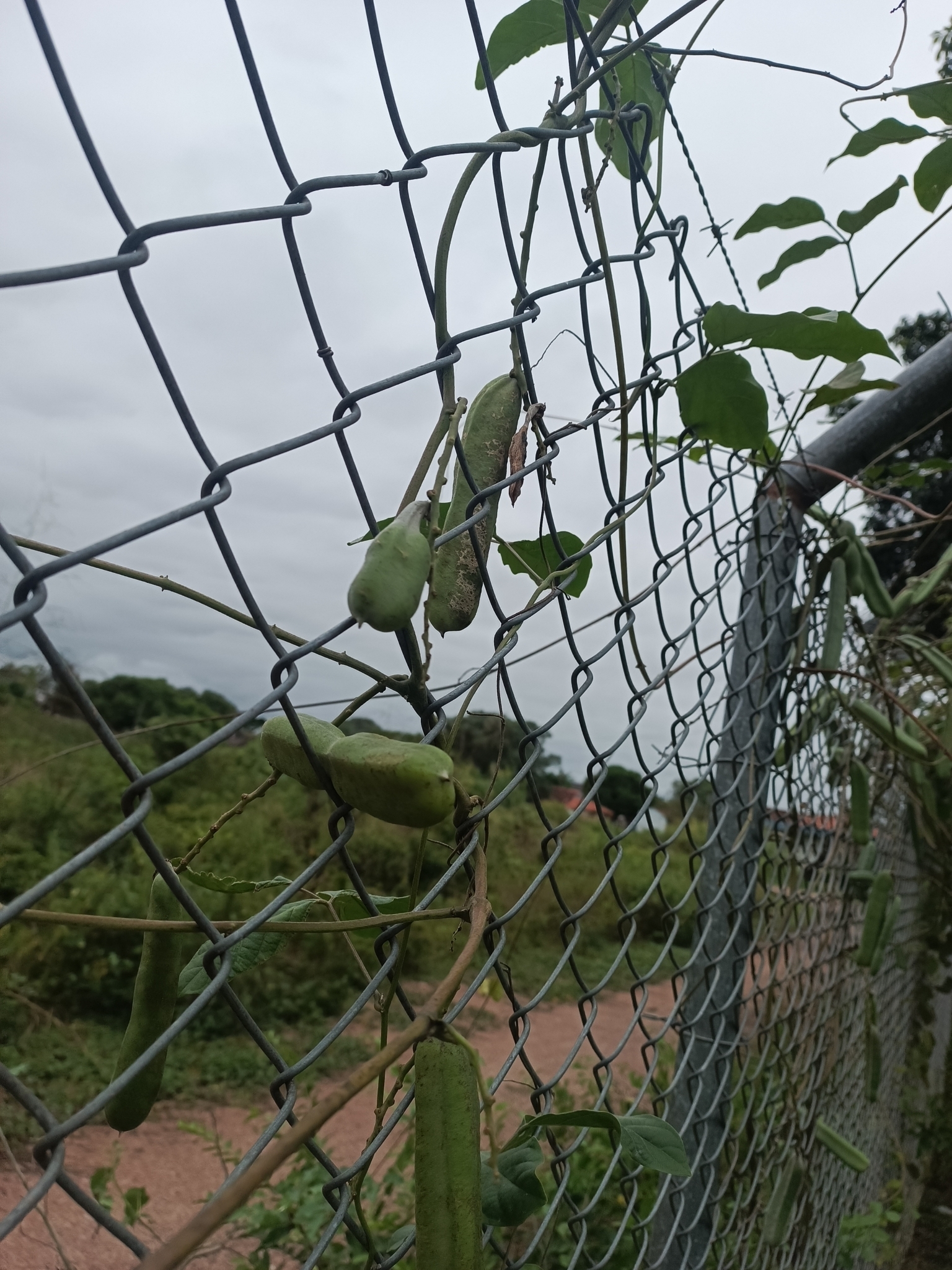 Imagem de Feijão-de-porco