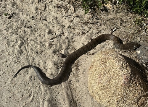 Eastern Tiger Snake sighting