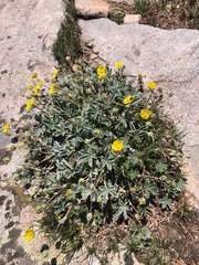 Potentilla concinna