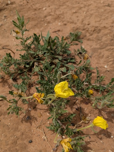 Oenothera grandis, photograph 6