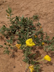 Oenothera grandis, photograph (c) Eric Knight, some rights reserved (CC BY)