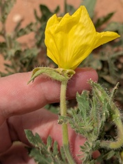 Oenothera grandis, photograph (c) Eric Knight, some rights reserved (CC BY)