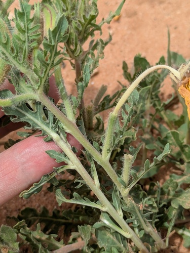 Oenothera grandis, photograph 4
