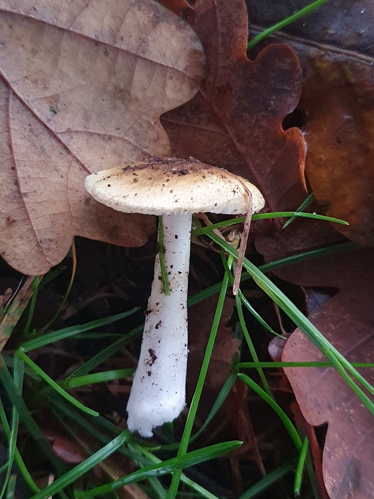 Amanita phalloides · April 2025 · photo: © corli (iNaturalist, cc-by)