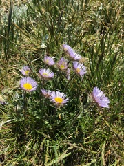 Erigeron grandiflorus