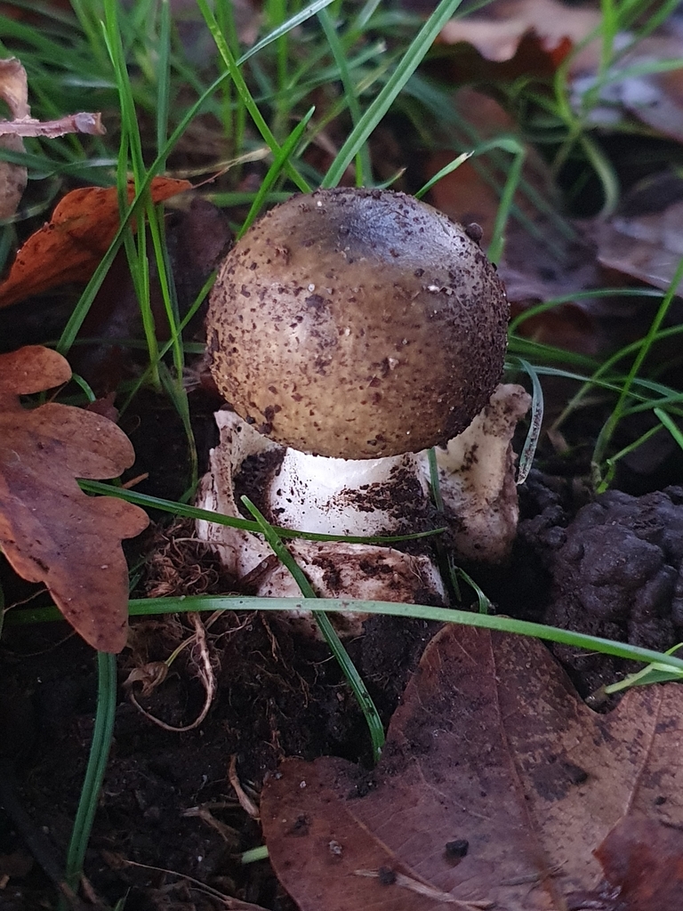 Amanita phalloides · April 2025 · photo: © corli (iNaturalist, cc-by)