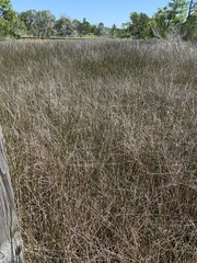 Juncus roemerianus