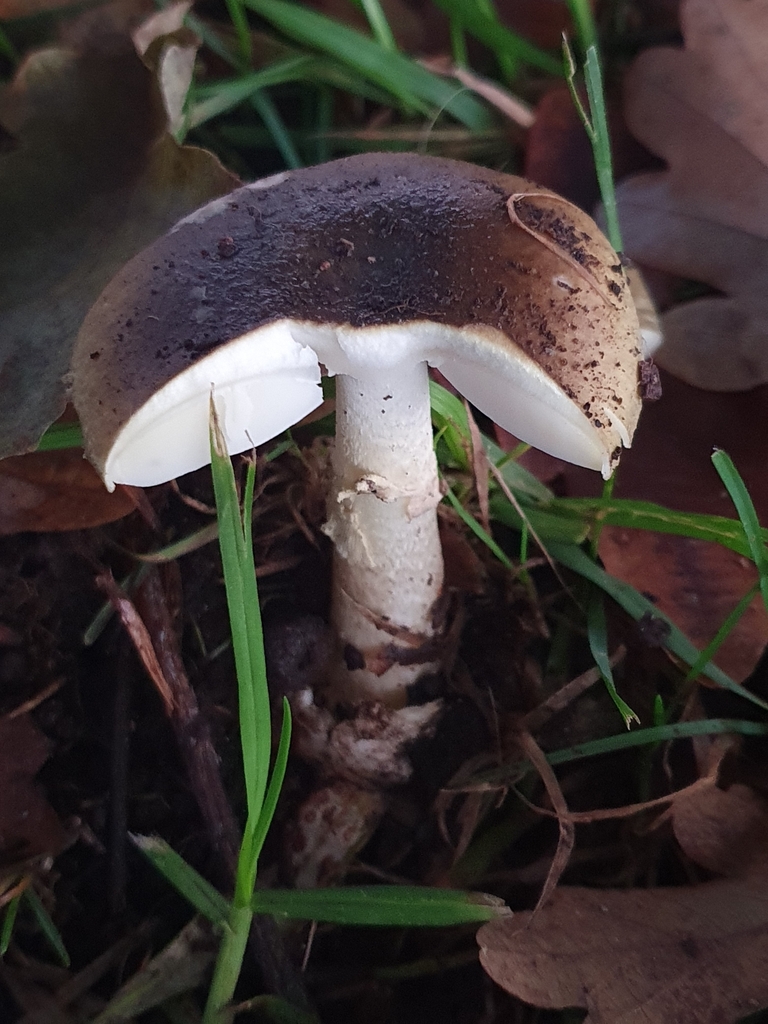 Amanita phalloides · April 2025 · photo: © corli (iNaturalist, cc-by)