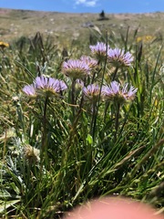 Erigeron grandiflorus