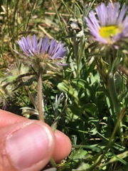 Erigeron grandiflorus