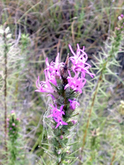 Liatris punctata mucronata