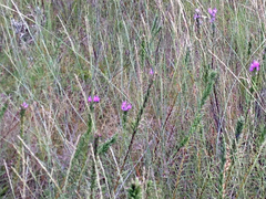 Liatris punctata mucronata