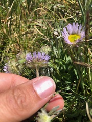 Erigeron grandiflorus