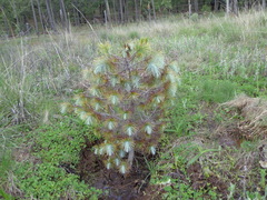 Pinus maximartinezii