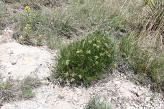Musineon tenuifolium