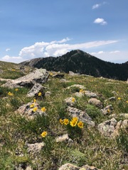 Hymenoxys brandegeei