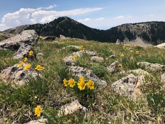 Hymenoxys brandegeei