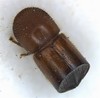 Xylosandrus amputatus - Photo (c) Jeff Eickwort, some rights reserved (CC BY-NC), uploaded by Jeff Eickwort