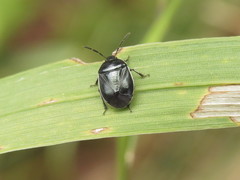 Sehirus cinctus cinctus