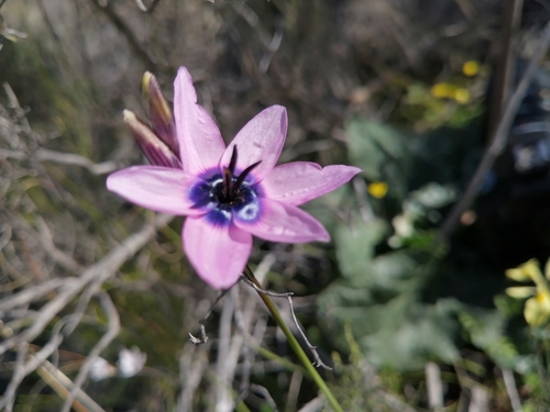Blue-eye Kalossie (Ixia gloriosa)