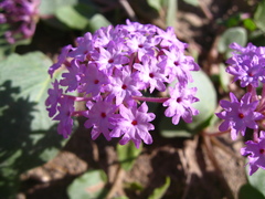 Abronia angustifolia