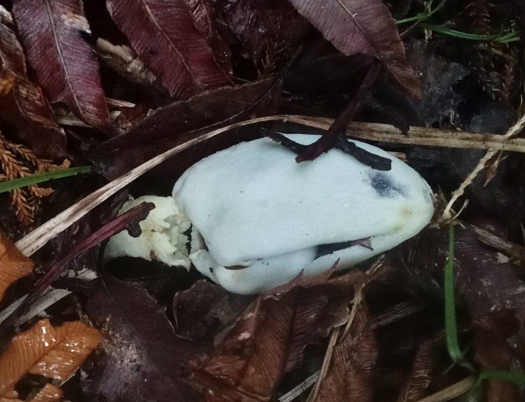 Clavogaster virescens · April 2025 · photo: © carey_knox_southern_scales (iNaturalist, cc-by-nc)