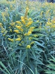 Solidago brendae