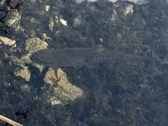 Salvelinus fontinalis