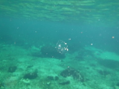 Oikopleura photo 4