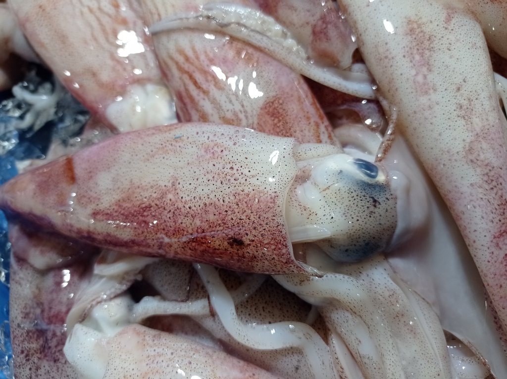 Tropical Arrow Squid