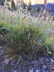 Carex tahoensis