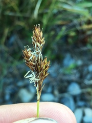 Carex tahoensis