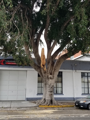 Ficus microcarpa iNat (1)