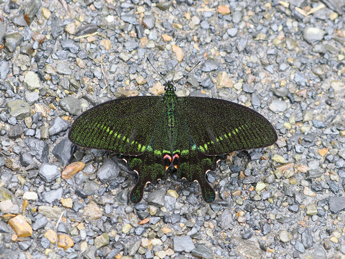 Taiwanese Glazed Swallowtail