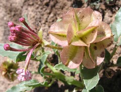 Tripterocalyx carneus