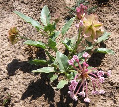 Tripterocalyx carneus